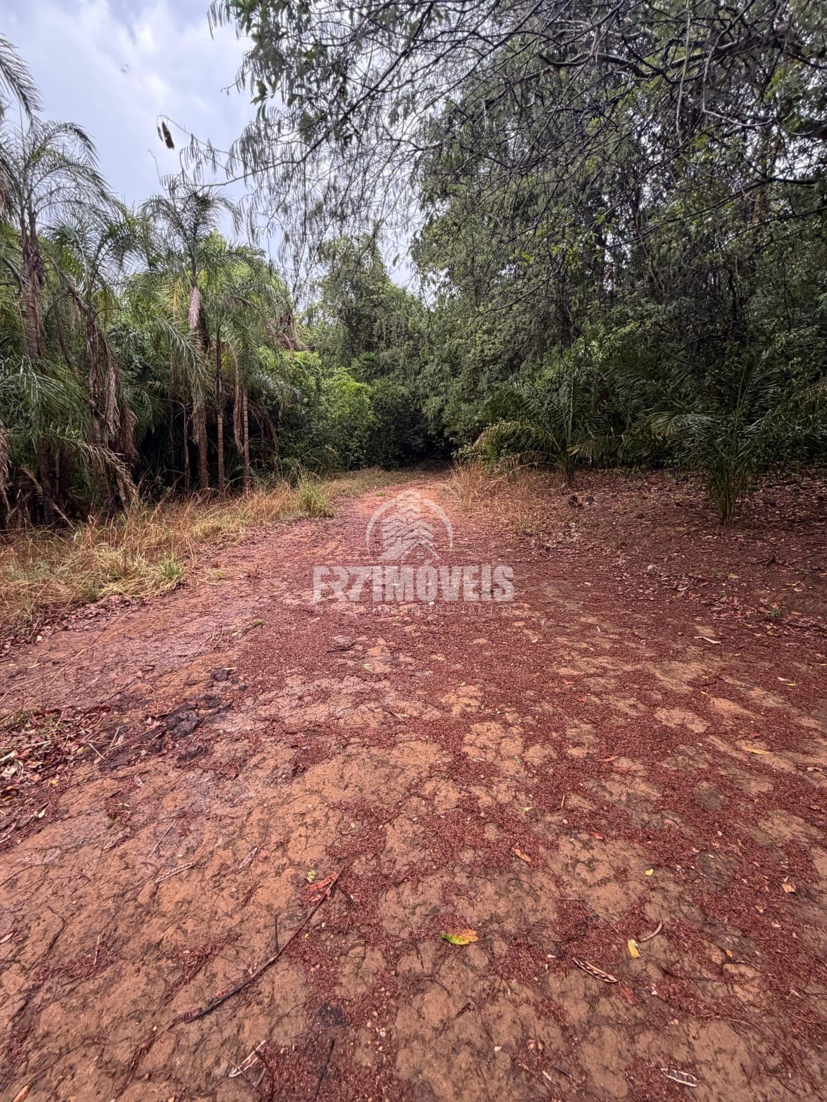 CHÁCARA DE 4 ALQUEIRES EM SANTA CRUZ DE GOIÁS/GO